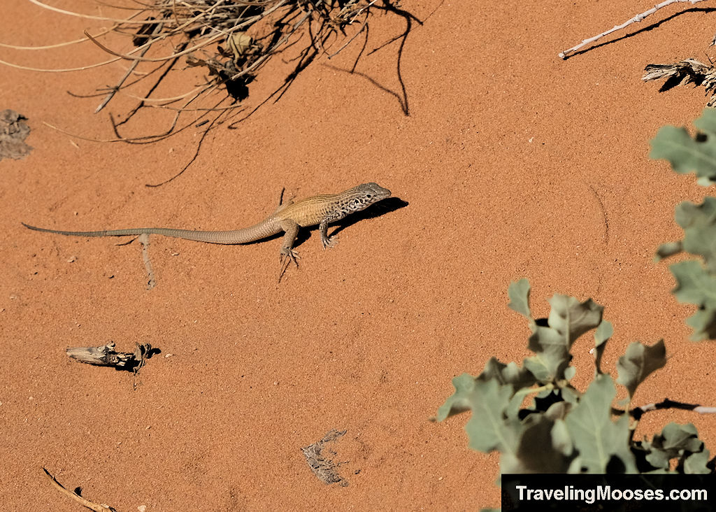 Small tan colored lizard with a very long tail around 10 inches or approximately 2.5 times his body length