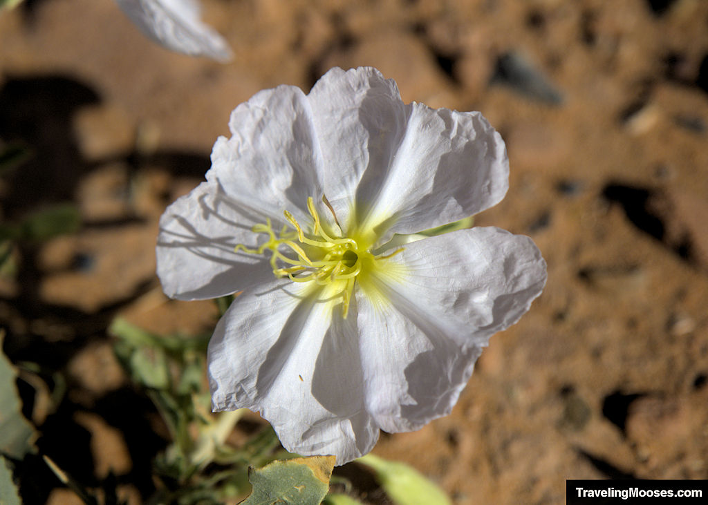 White flower with a yellow center