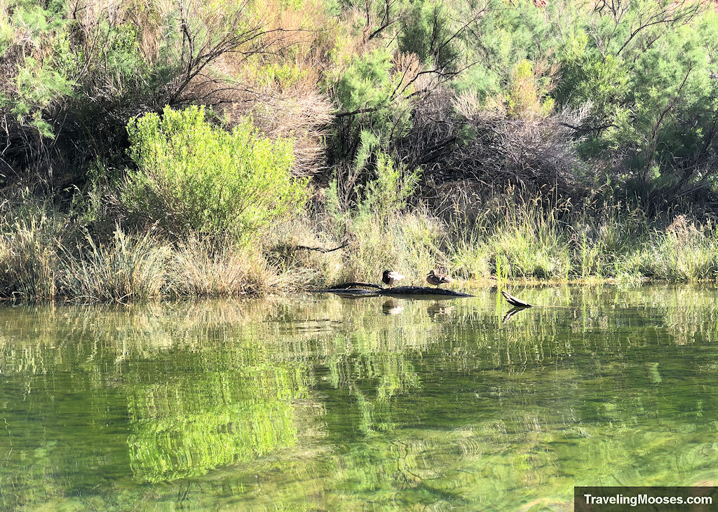 Ducks standing on a rock amongst the greenish colored Colorado river waters