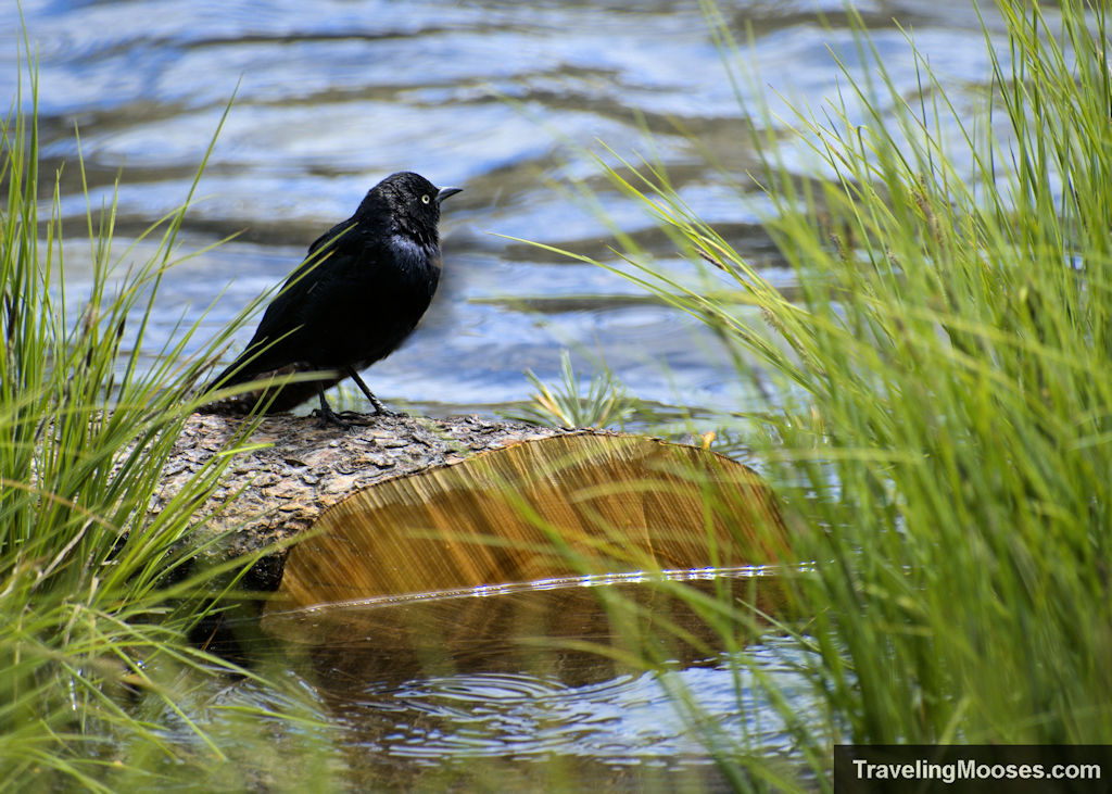 Black Bird sitting on a log