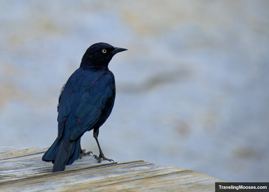Black bird resting on a picnic table