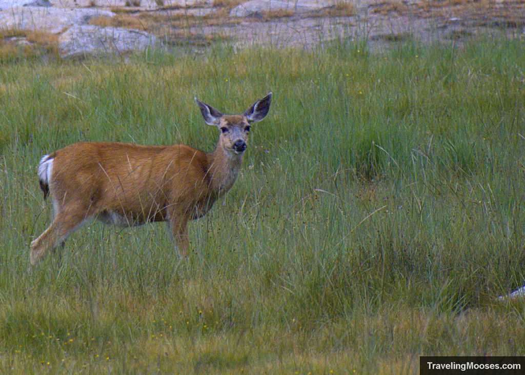 Deer in a meadow