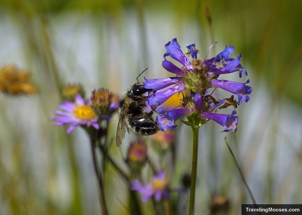 Honey Bee in a purple flower