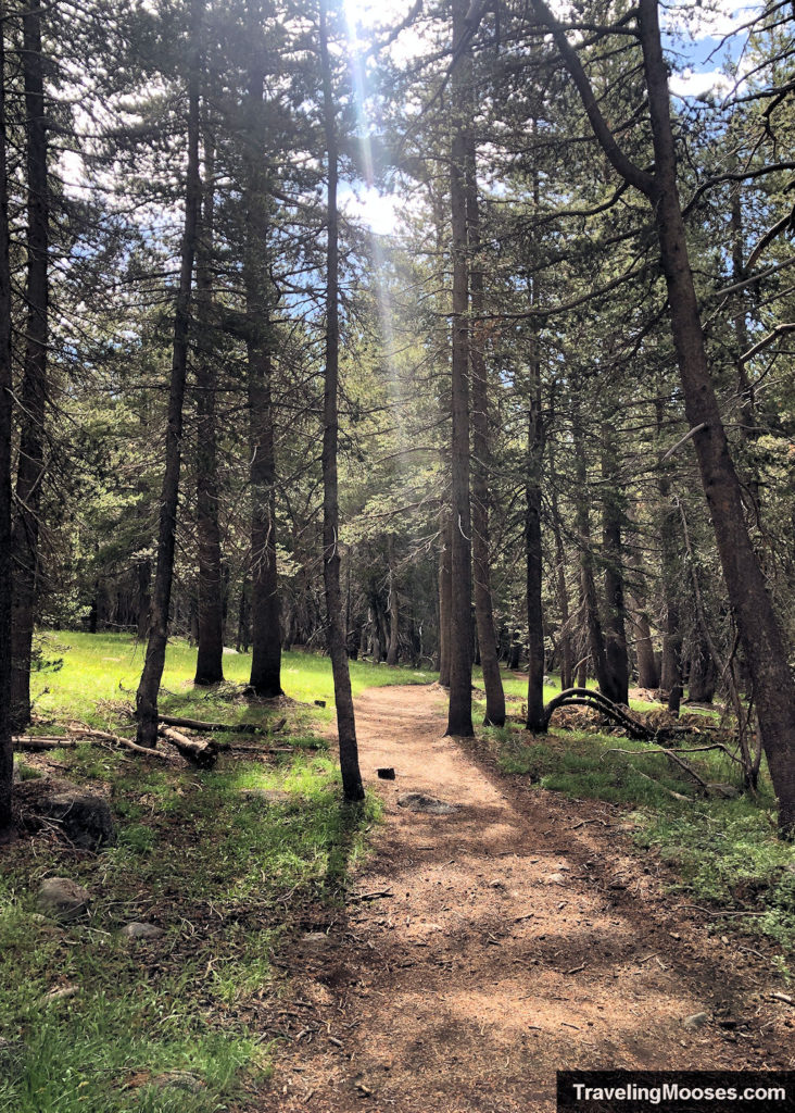 Path wandering through a forest with sun beams spilling onto the path