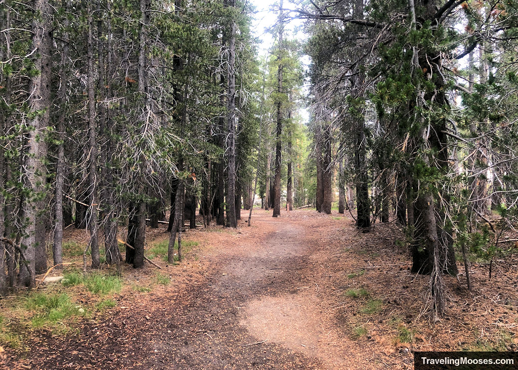 Flat meandering trail through a forest