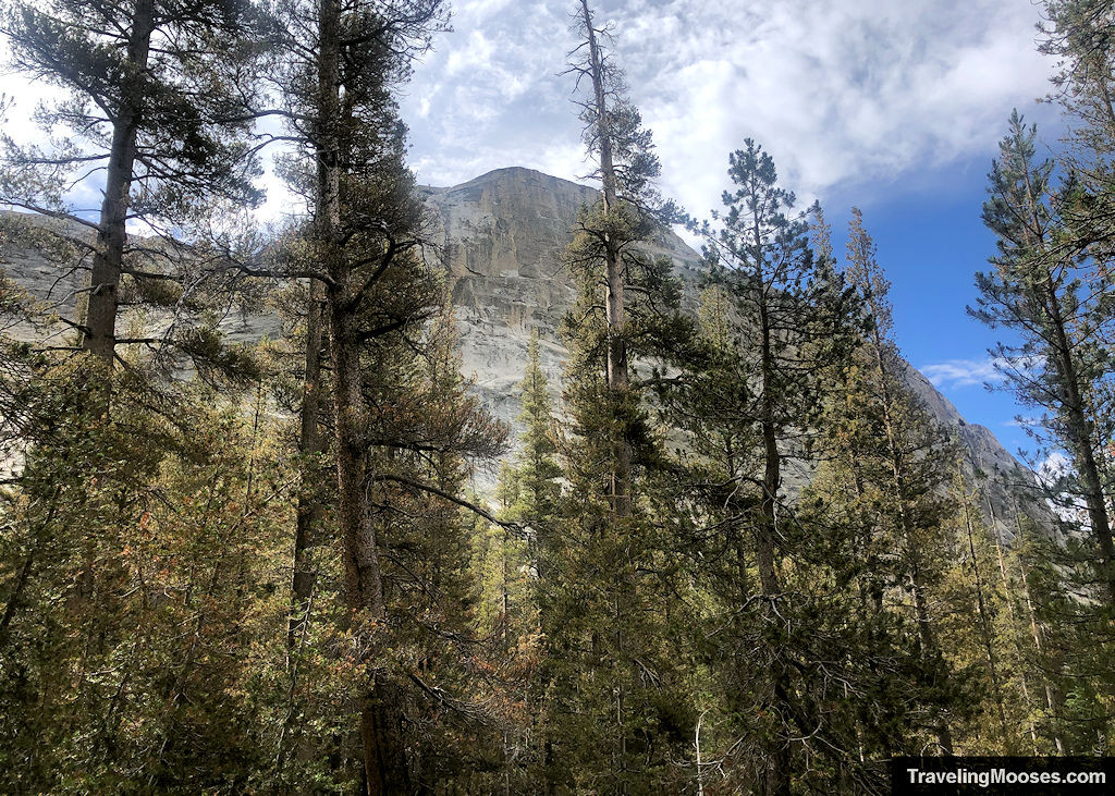 Back side of Lembert Dome hidden behind large trees