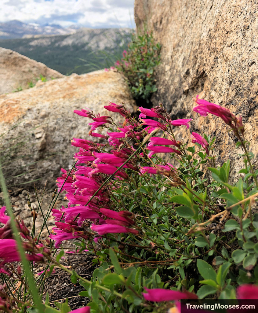 Pink mountain flowers known as the mountain pride growing next to the granite on Lembert Dome