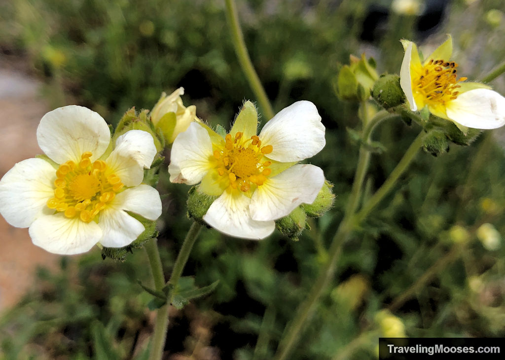 White and yellow sticky cinquefoil flower