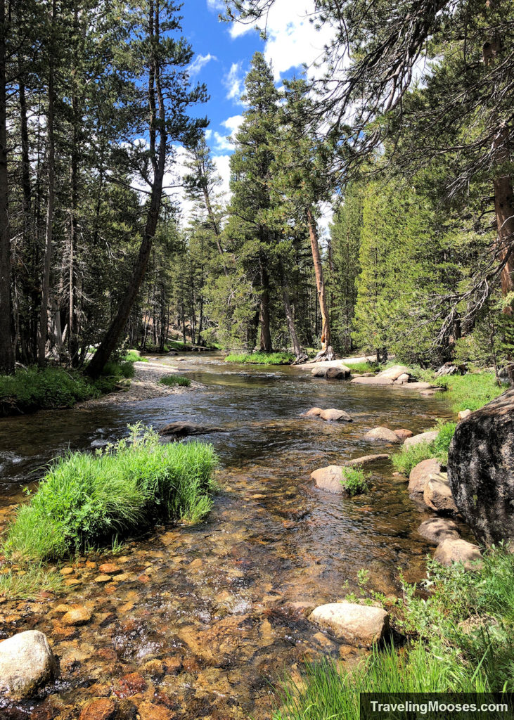 River calmly bubbling through some trees