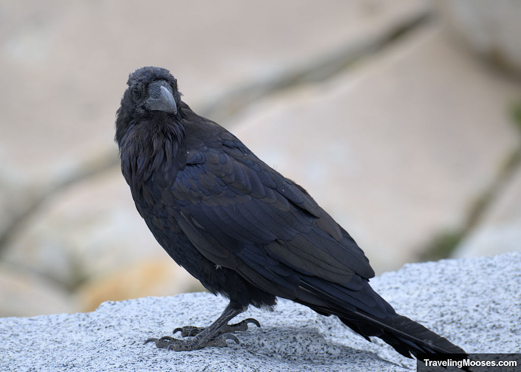 Large black raven looking into the camera resting on a stone wall