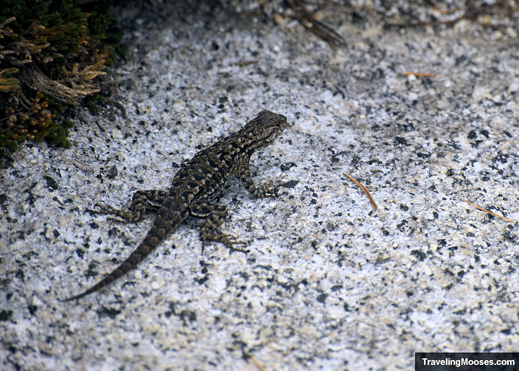 A speckled fence lizard blending in on a rocky surface
