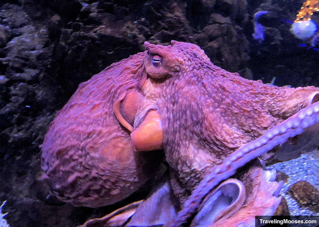 Reddish color octopus