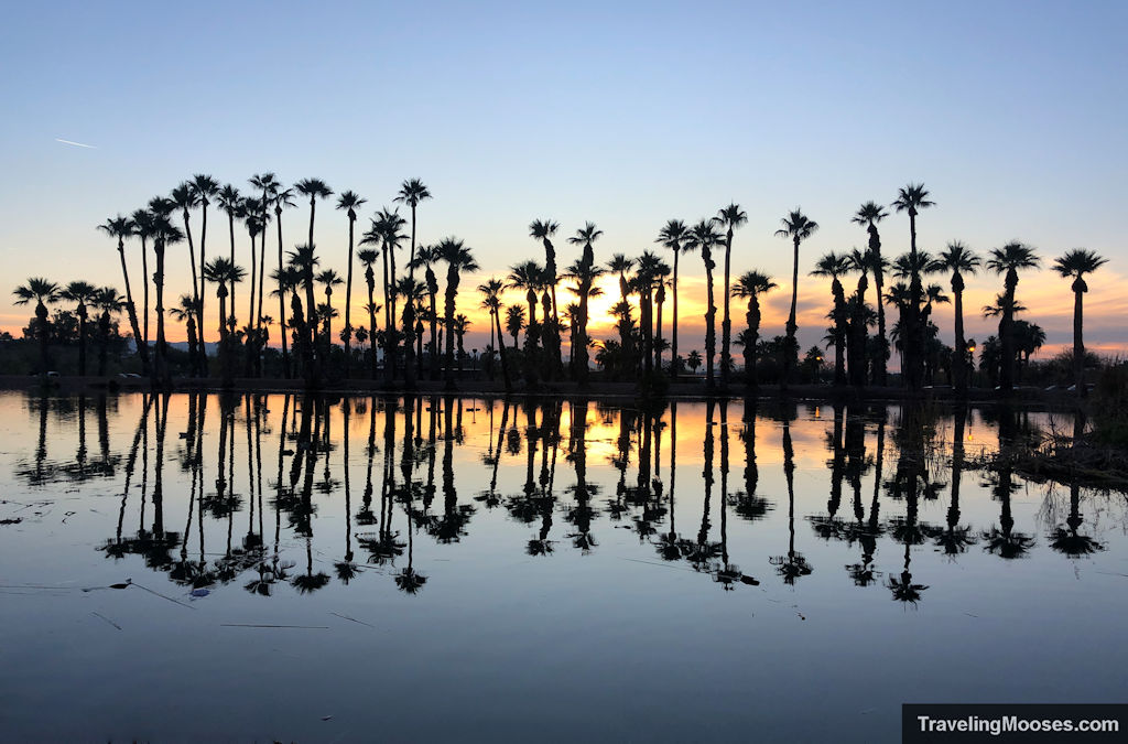 Palm Trees bathed in the light of sunset and reflecting in the water