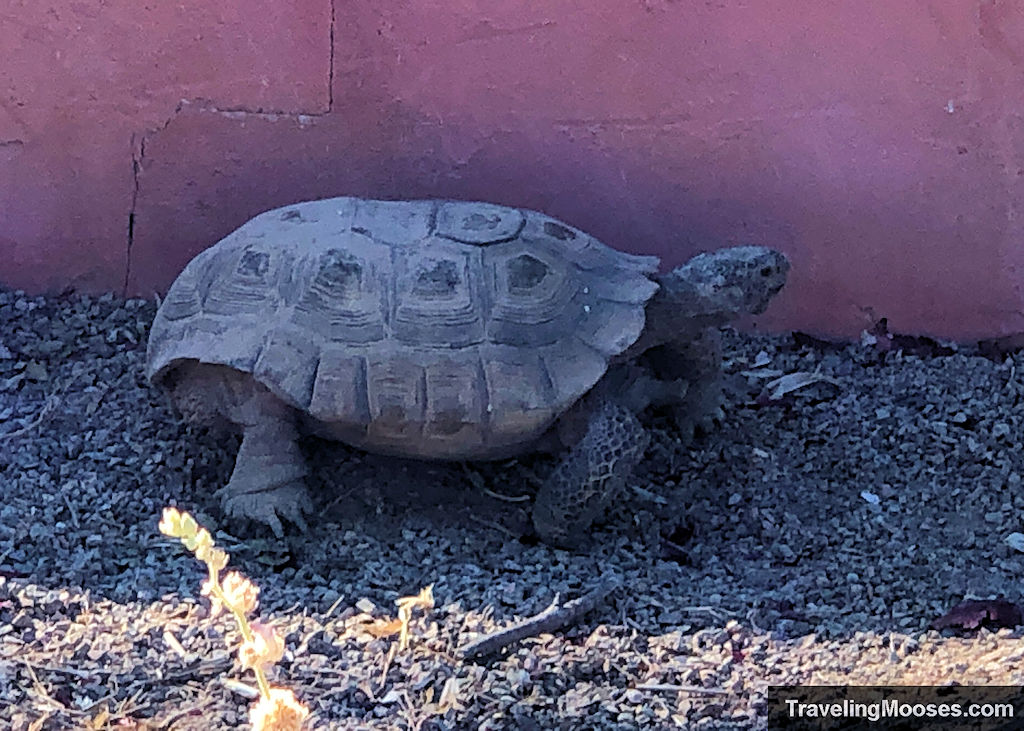 Desert Tortoise