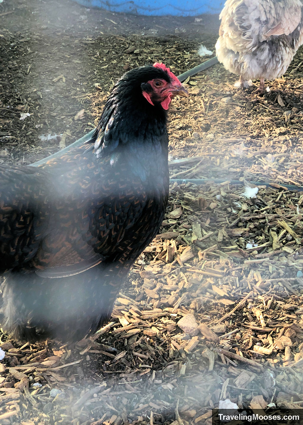 A black chicken wandering around a large chicken coop at the Gilcrease Orchard