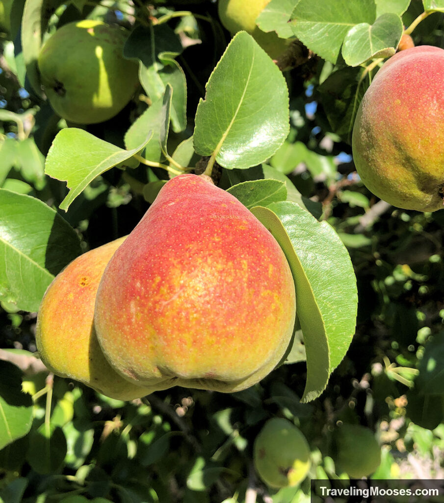 Young red and golden pear growing at the Gilcrease Orchard