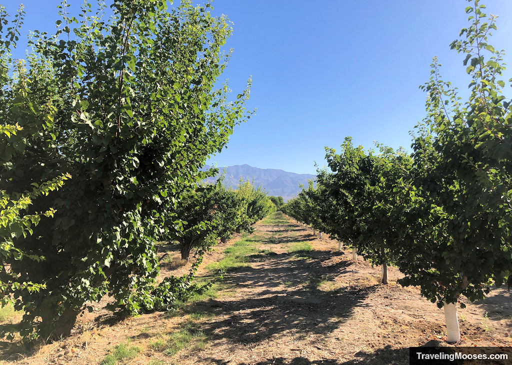 Long line of Aprium and Pluot Fruit Trees stretching out as far as the eye can see at Gilcrease Orchard in Nevada
