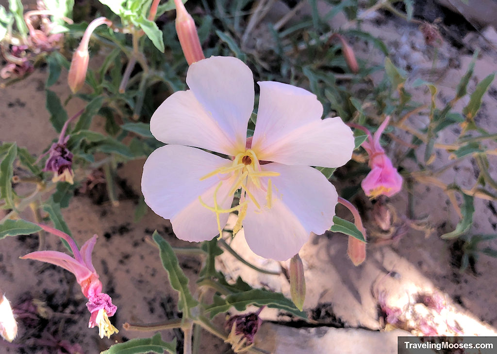 Pale pink flower with yellow tendrils in its center