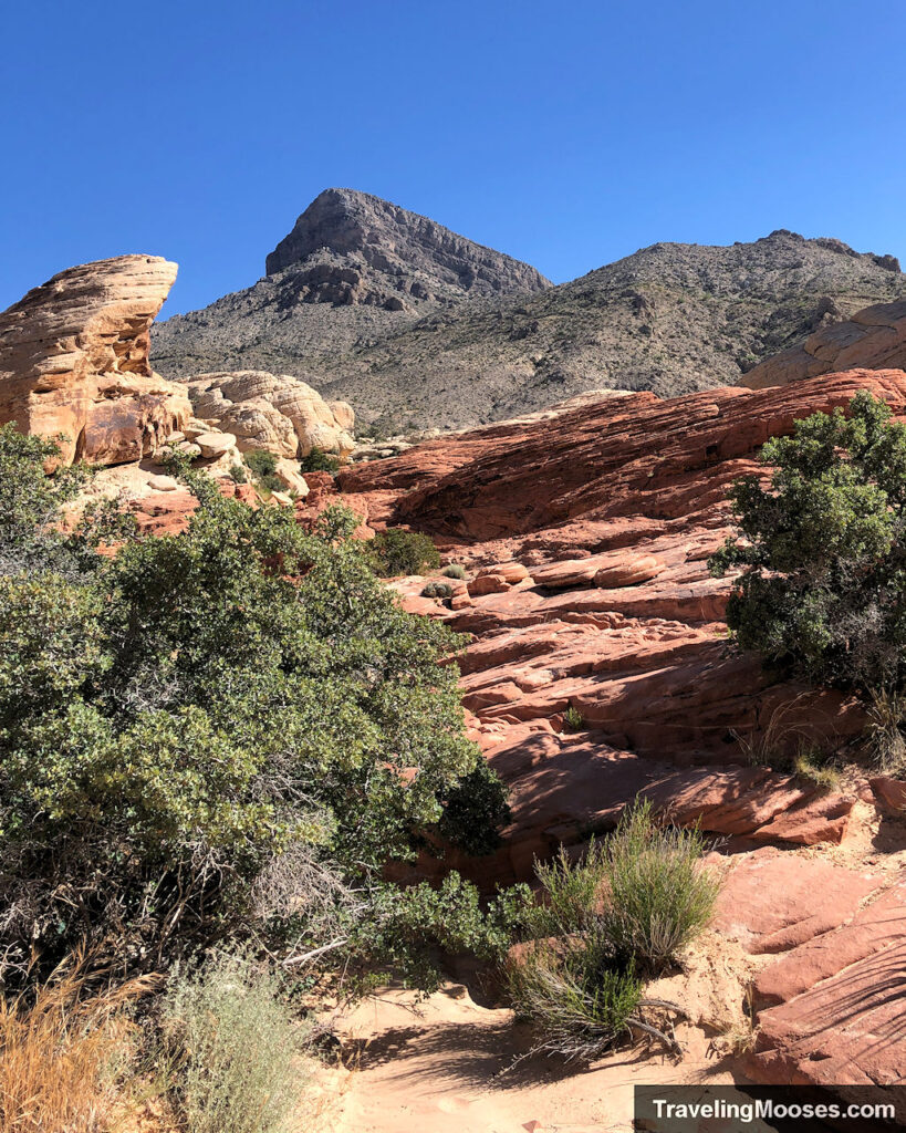 Turtlehead Peak nestled in between red sandstone rock formations and sparse desert trees