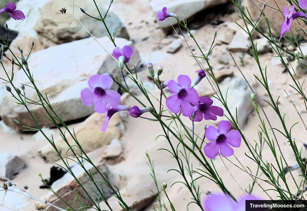 Tiny purple wildlowers dot the desert landscape