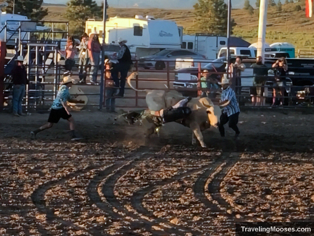 Bull rider getting bucked off large agitated bull