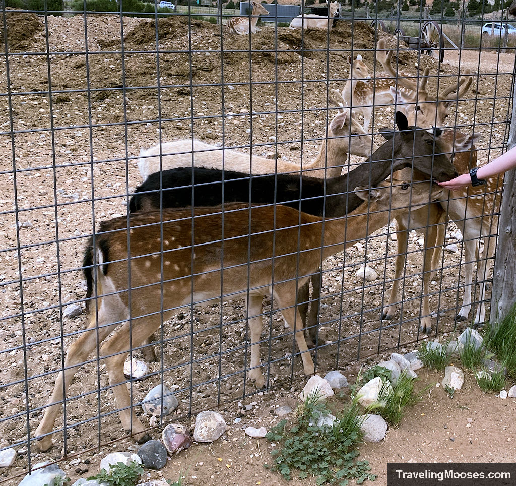 Exotic deer being hand fed