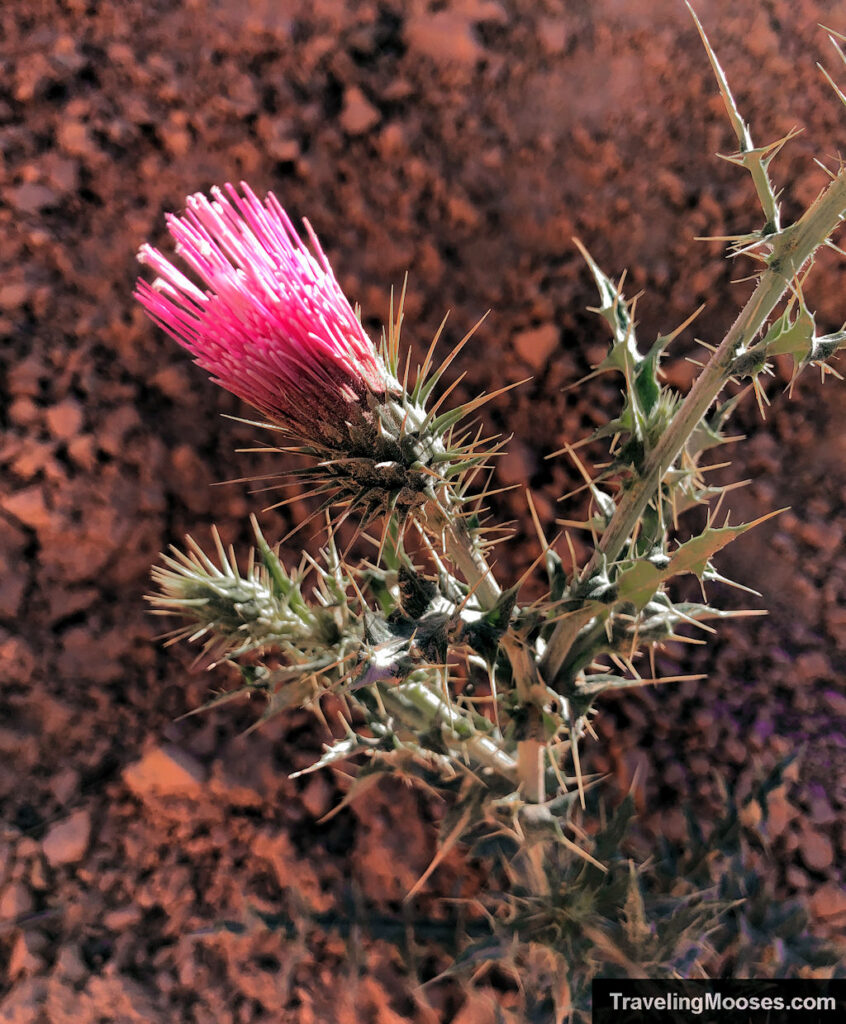 Pink colored thistle flower in the desert