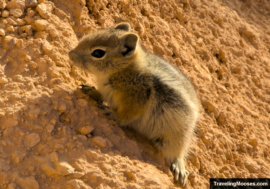 Chipmunk perched on some rocks