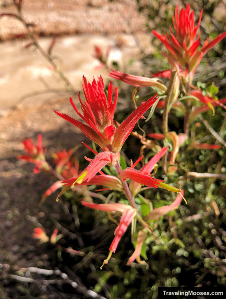 Red wildflowers growing in a desert climate