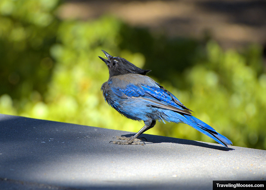 Blue Jay resting on a picnic table with his beak wide open and head tilted to the sky