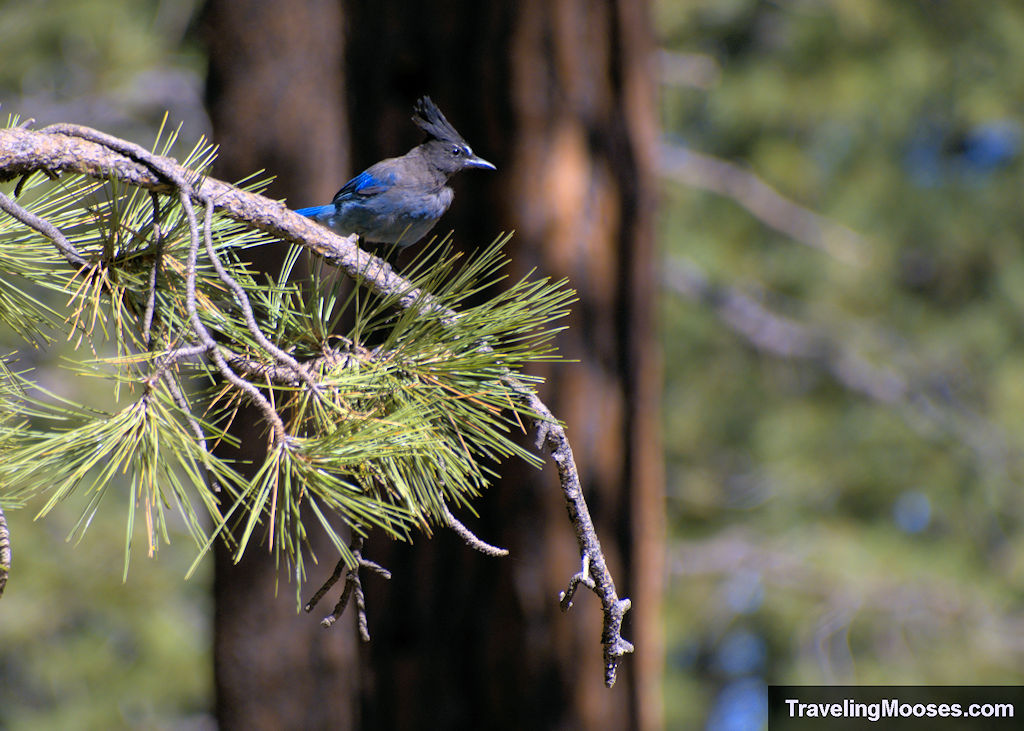 Blue Jay perched on a tree limb