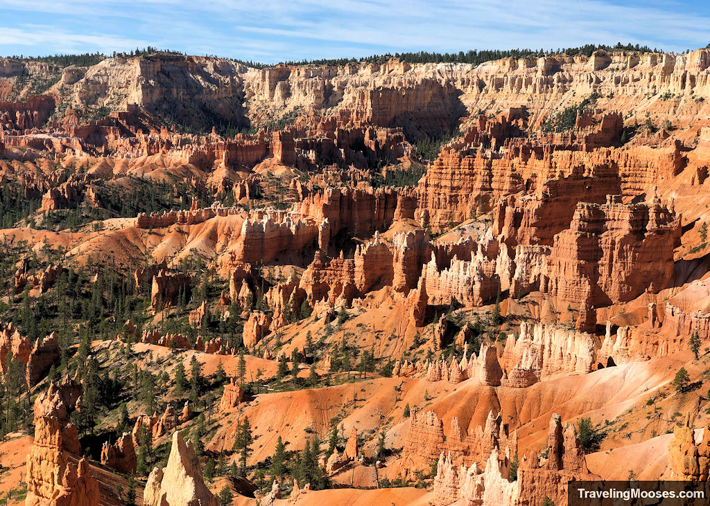 Orange and red hoodoos dotting the landscape in the Bryce Canyon Aphitheater