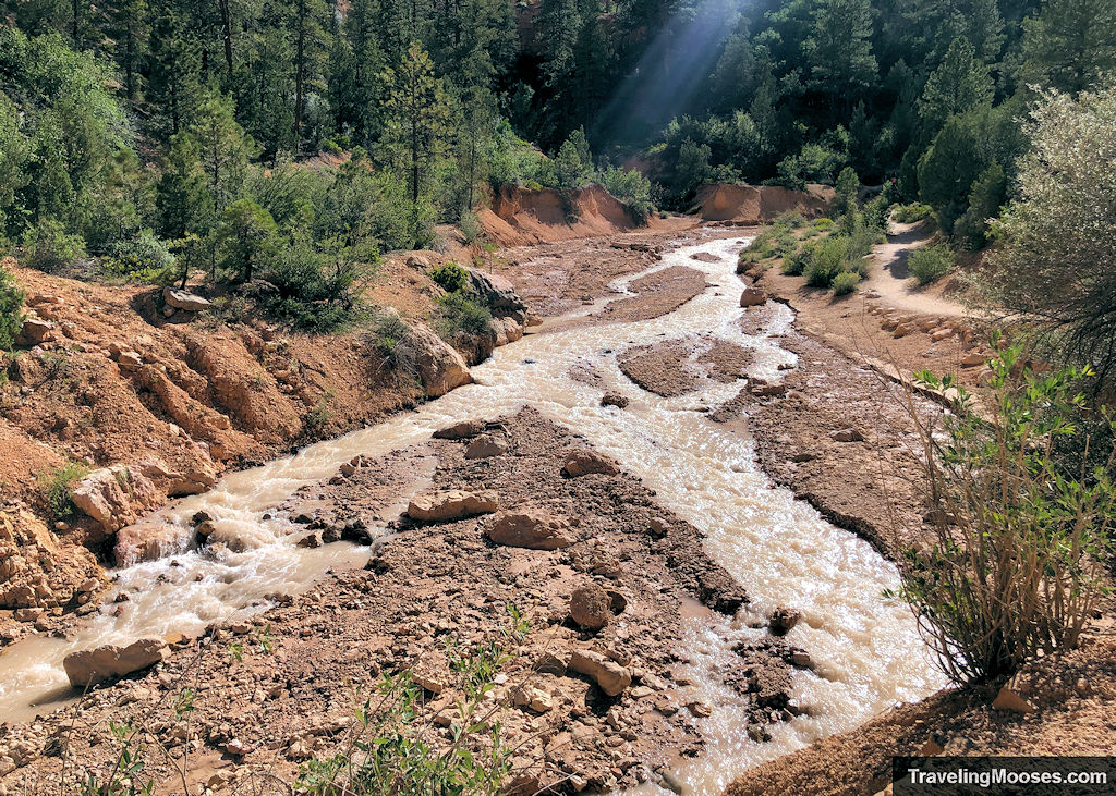 Stream flowing through a dry dirt ditch surrounding by trees