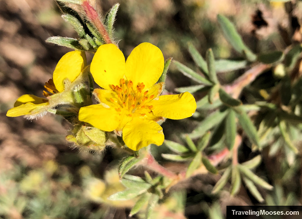 Delicate yellow wildflowers