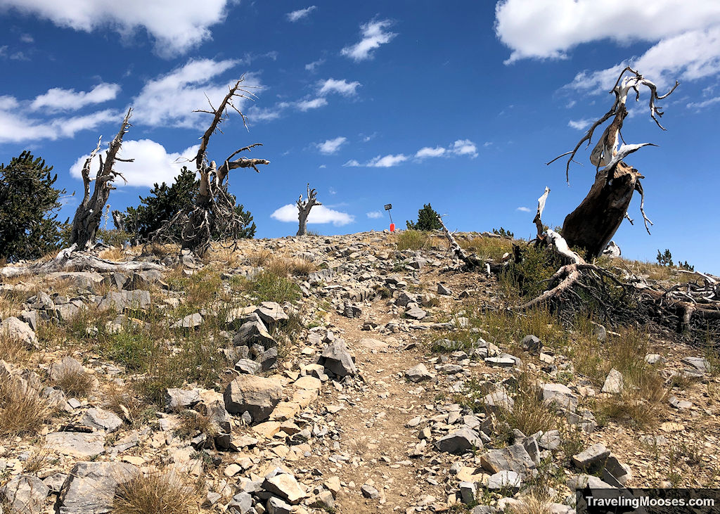 Rocky path leading to the summit of Griffith Peak with the final marker of the summit in view