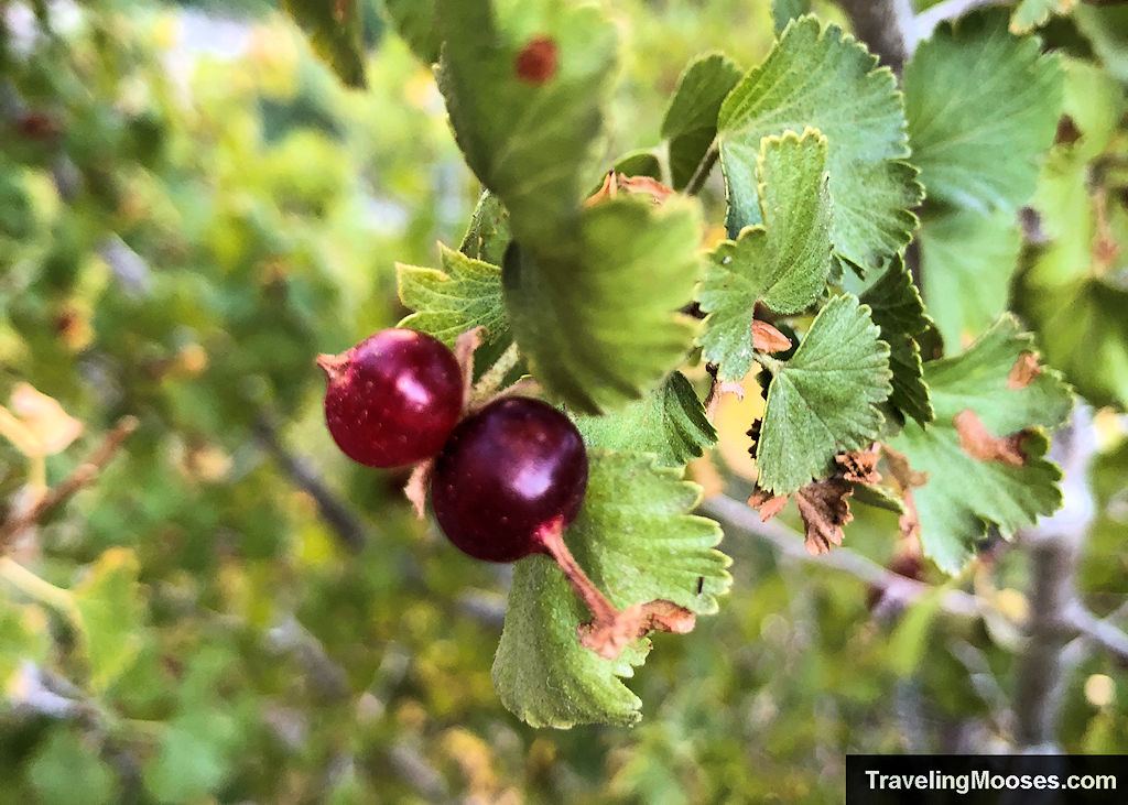 Red ripe berries growing on a green bush