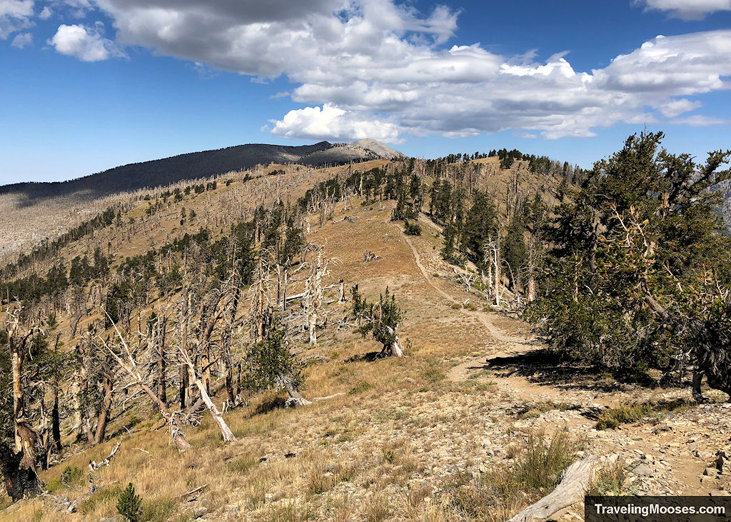 Path winding towards Charleston Peak seen in the distance