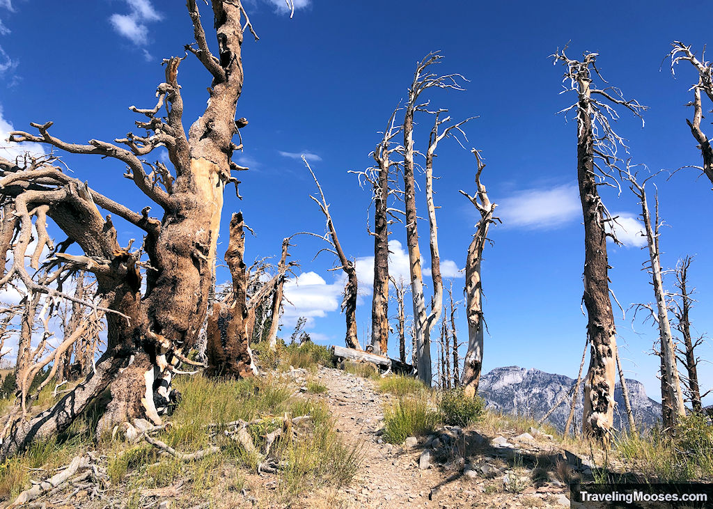 Dead Trees on a mountain summit