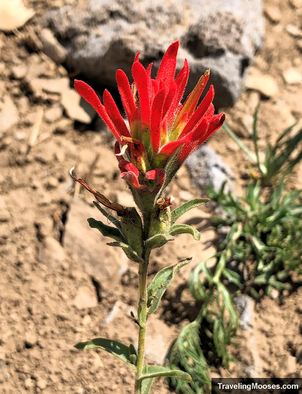 Red Desert Paintbrush flower clinging to a rocky outcrop near 11,000 feet