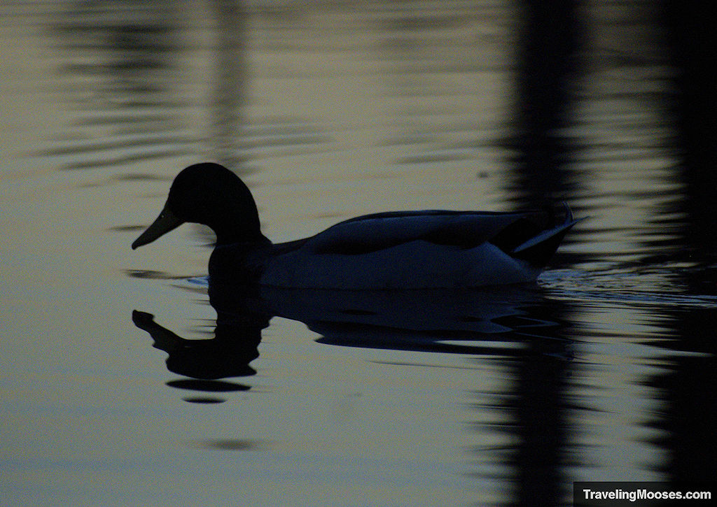 Duck quietly swimming through a pond at sunset