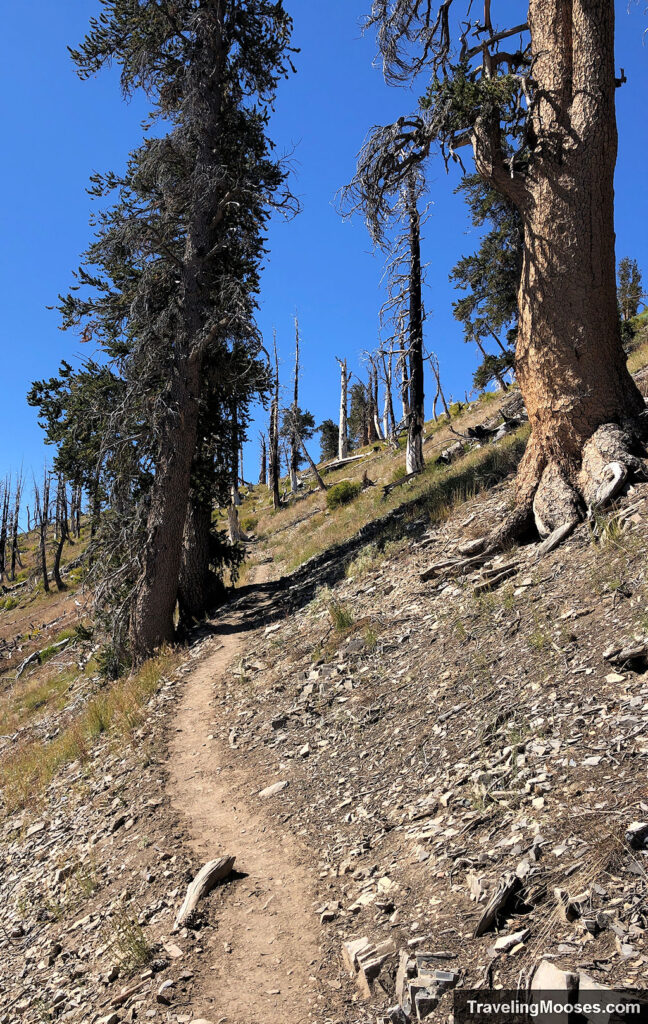 Path winding towards the saddle of Griffith Peak Trail