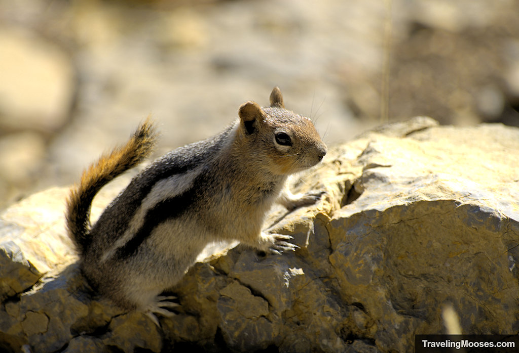 Ground squirrel posing on a rock