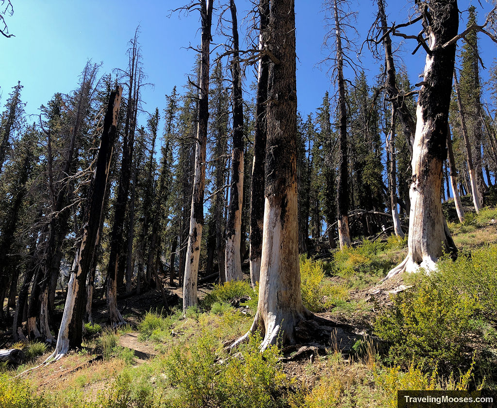 Trees damaged by fire in a lush meadow