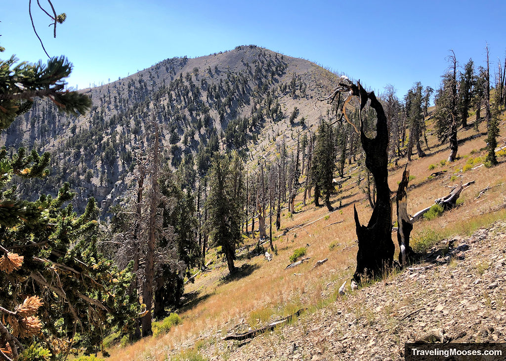 Griffith Peak: More than a training hike for Charleston Peak