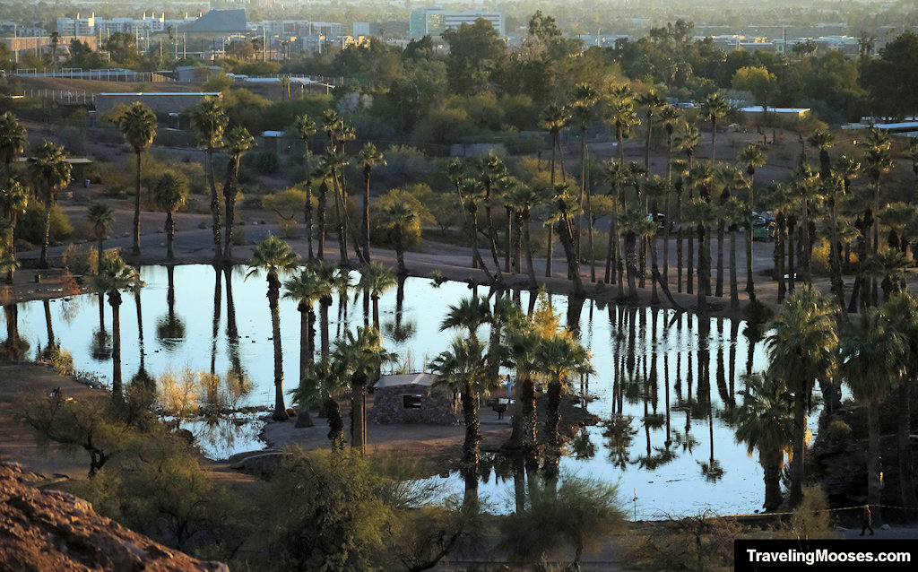 Pond surrounding by palm trees