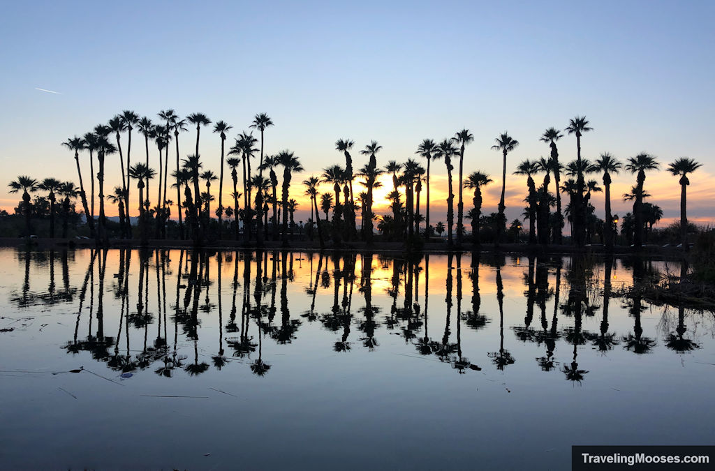 Palm trees backlit from a beautiful sunset reflecting off water