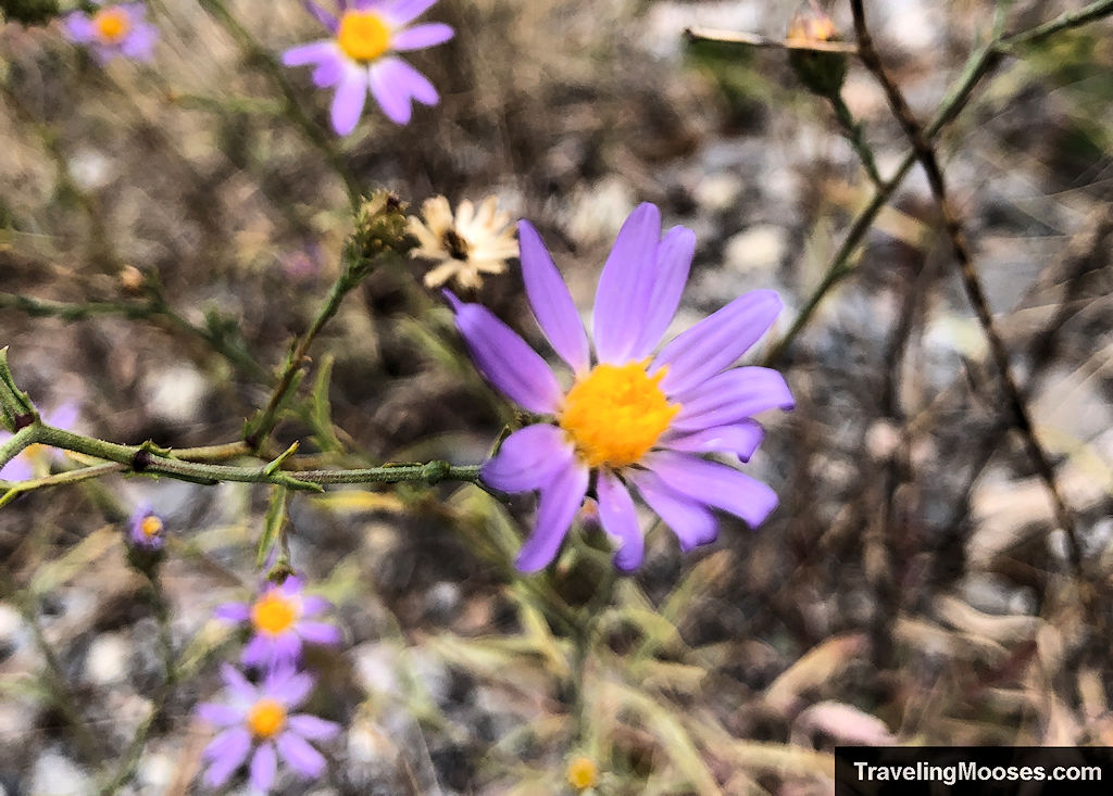 Delicate light purple flower with a yellow center