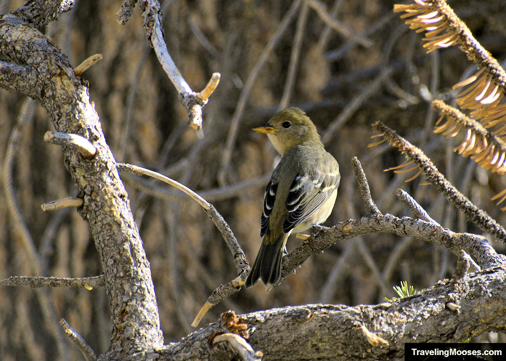 Yellow Tanager bird perched on a tree branch