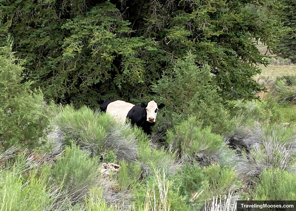 A black and white stripped cow peering through the bushes