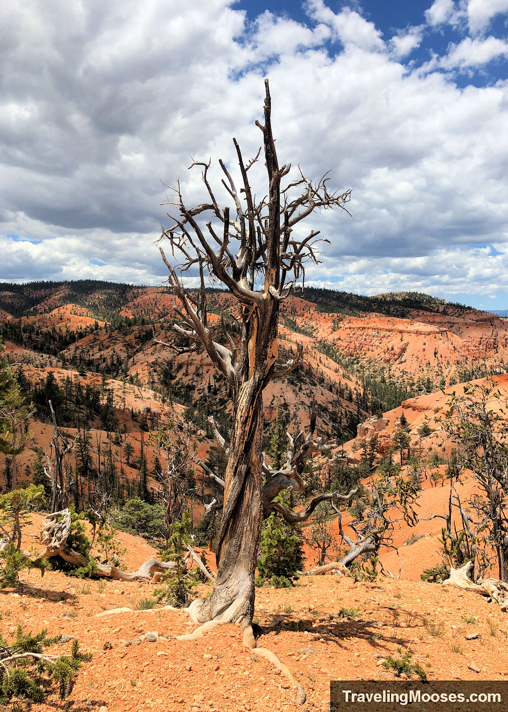 A dead bristlecone tree standing proudly in front of a reddish series of breathtaking hills